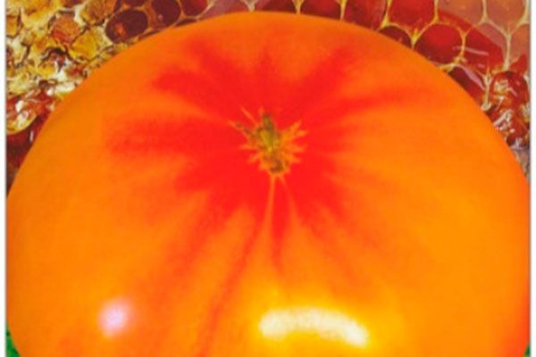 ����� ��������� ���������: ��� �������� ����� ������-������� ��������� ������������� ���������