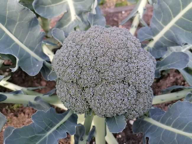 ������ �������� ���������: �������� ������� � ���� �������