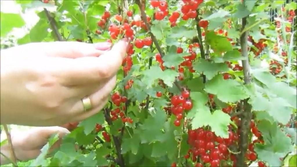 ���������� ���� �� ������� ��������� �� ���� ��� ��������