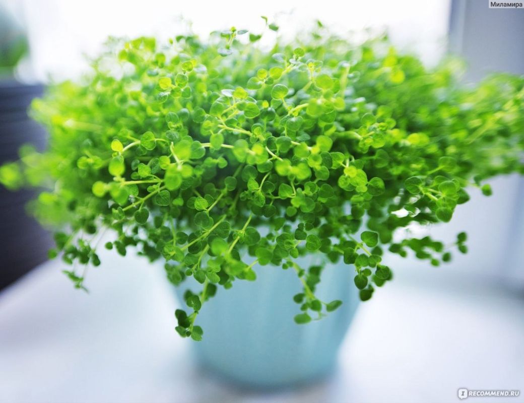 ����: ������ ����� ��� ������ ����