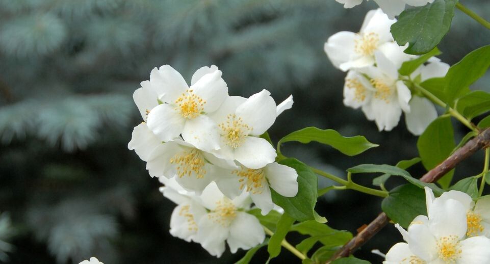 ��������� ���������� ���������: ��� ��������� ����� ����������� ���������� ���������