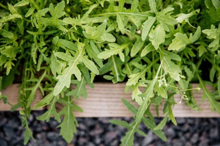 ������ �� �������: ��� �������� �����, ��������, �������, ����� � ��������� ����