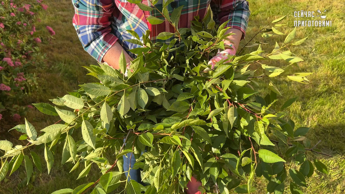 Как вишневые листья могут стать секретом вашего зимнего чая