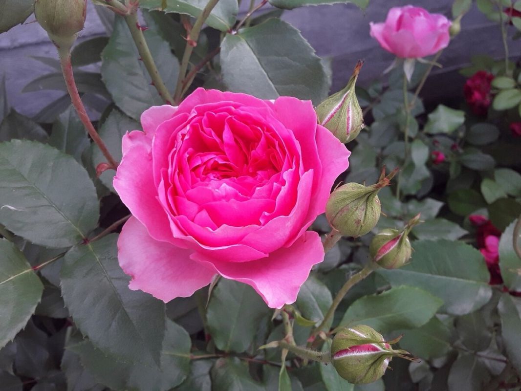 ������� ��������� ����������� ��������� ���: ��� �������� �� ���������