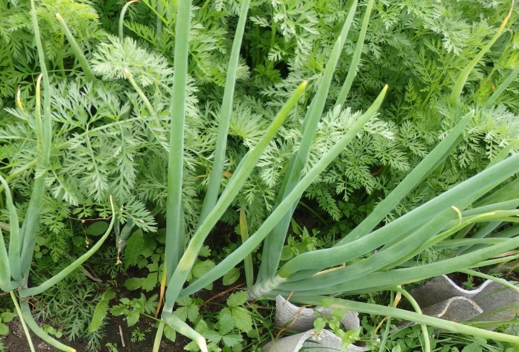 ������� ��������� ������� �� ������