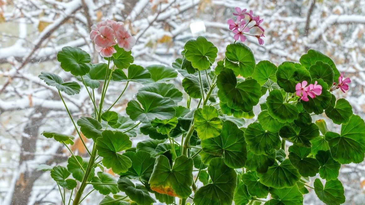 ������ ��� ������ ������: ������� ������ ��� ��������������� ��������