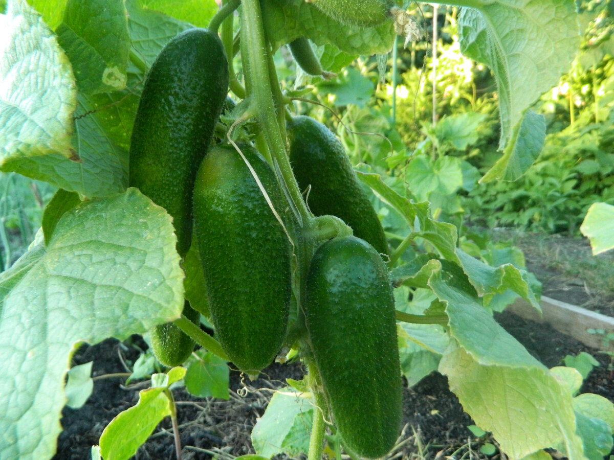 Как вырастить идеальные огурцы