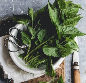 Как крапива защищает ваши запасы и предотвращает налет вредителей