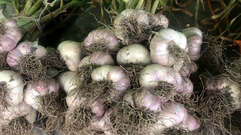 Как правильно подготовить грядку для озимого чеснока: секреты успешной посадки за 14 дней