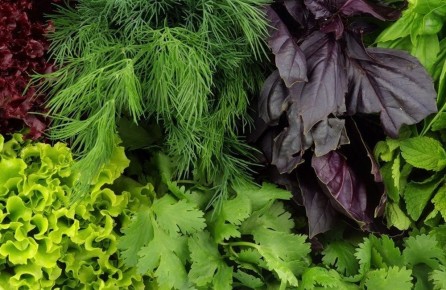 Осенний витаминный урожай: как вырастить укроп и салат в конце лета