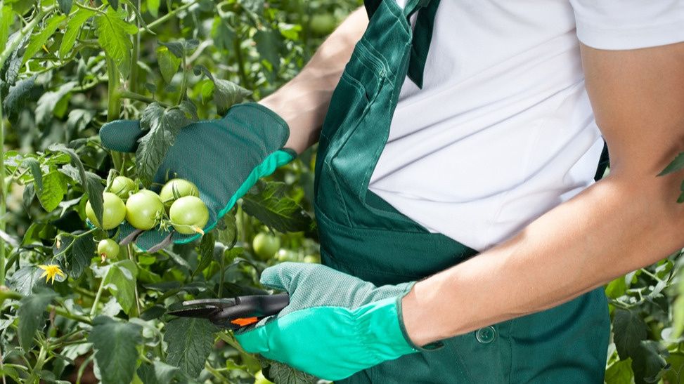 ��� ��������� ������� �������� �� ����: ������� � ������ �� ������� ��������