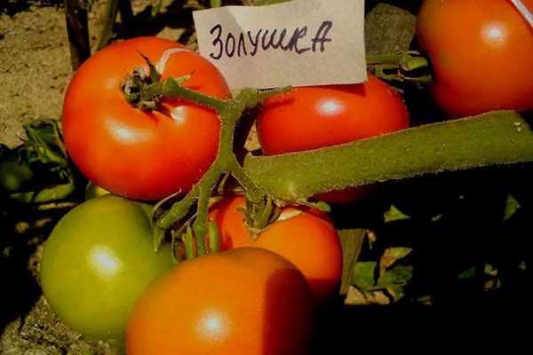 ����� �������� ��� �����������: ����� �������