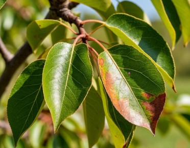 ��� �������� ���� ��� �� ��������: ������ � ������������