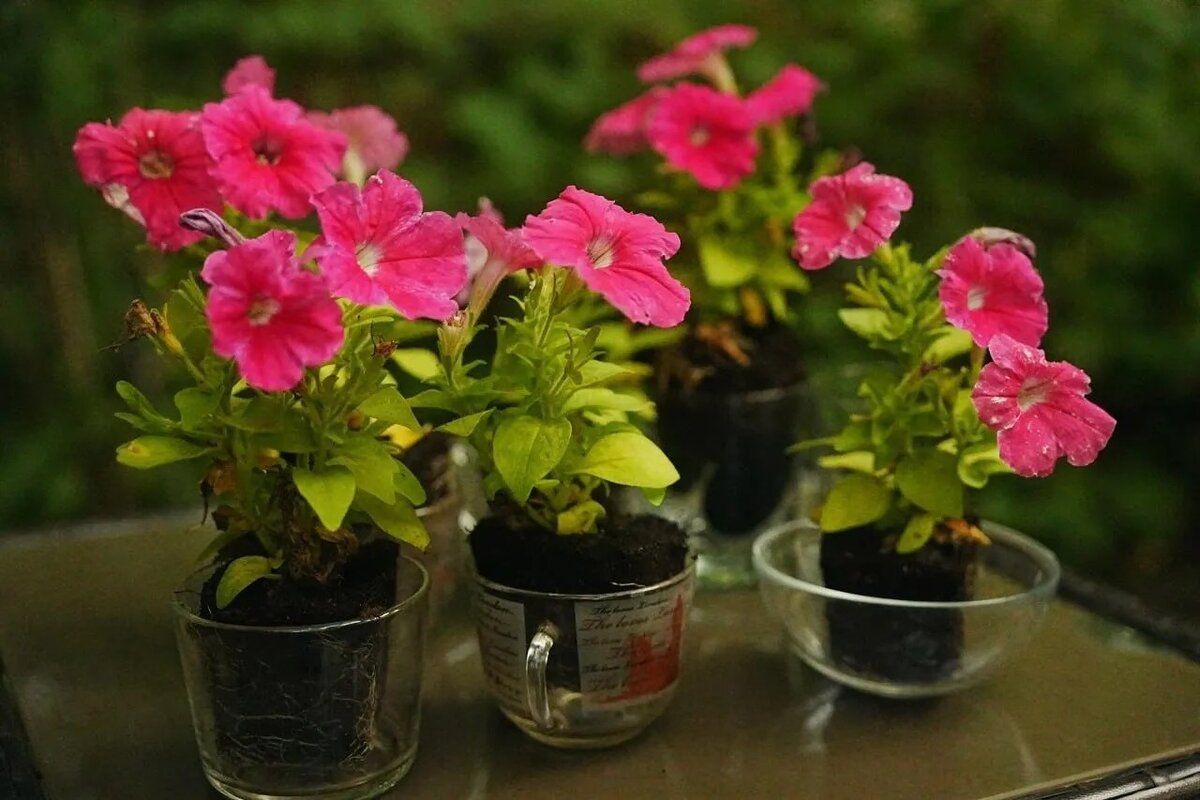 ������� �������� ������� �������: ��� ����������� ������� � ����� � ����� ����