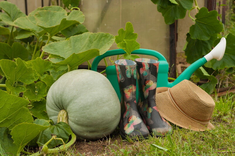 Когда собирать тыквы: признаки созревания и правильные условия хранения