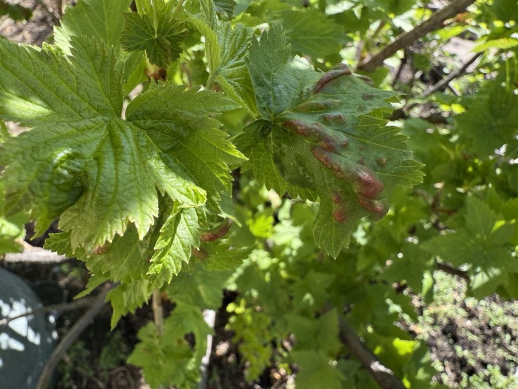 ��� ���������� � �������� �������� ���������: �������� ������� ��������