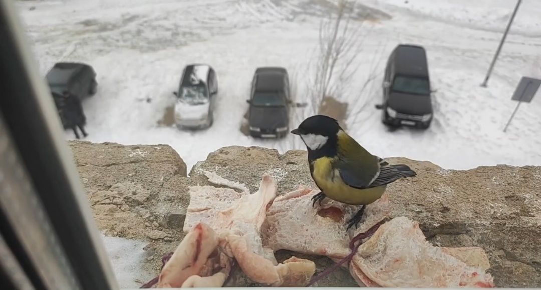 ������ � ������ ���������