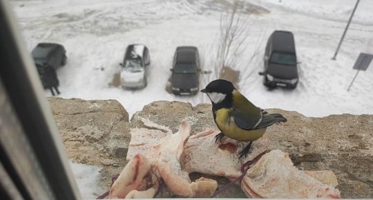 Синицы в зимнем пиршестве