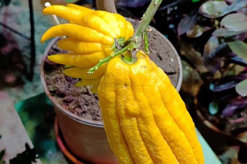 Цитрон «Рука Будды» удивляет гостей ботанического сада в Кировске