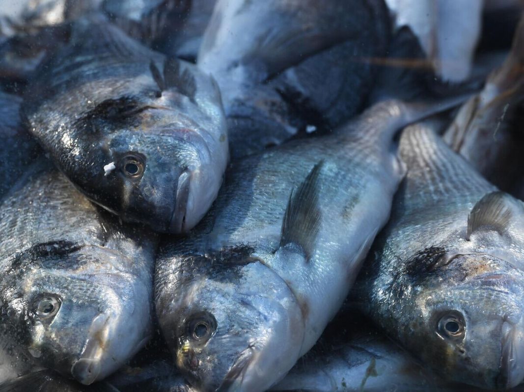 ��� � ������ �������� ������� ���� �� ����