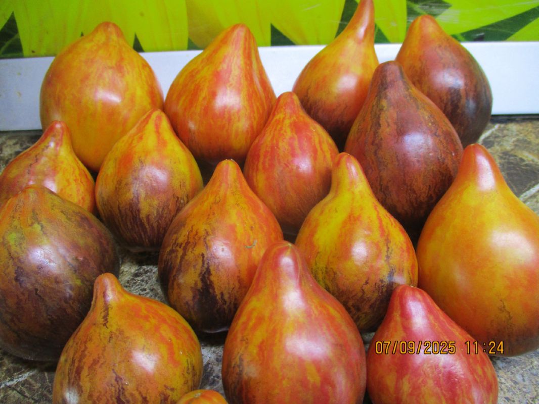 ����� ������� �������� �����: �������� �� ����� �������