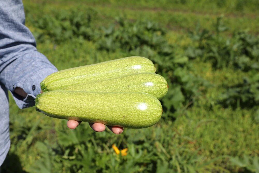 Кабачковая диета: как сбросить лишний вес и сэкономить на еде