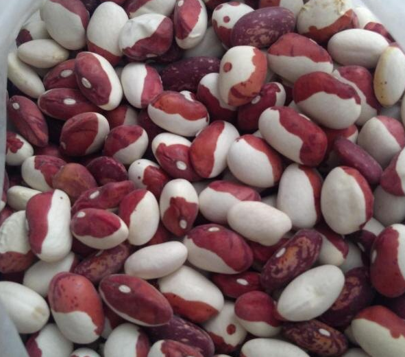 Зёрновая фасоль: лучшие сорта для большого урожая на даче