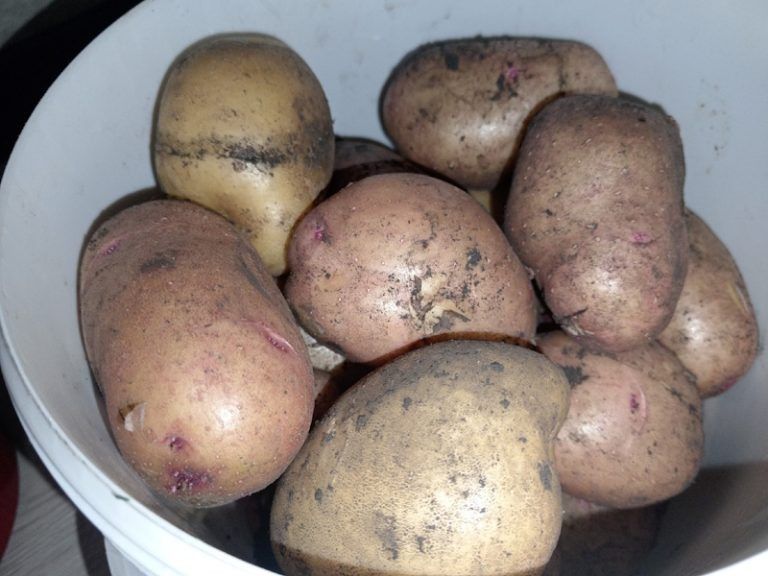 ��� ��������� �������� � ��������: ������ �� �������������� ����������� � ������ � �������