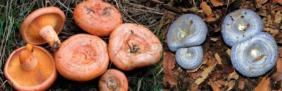 Открываем мир рыжиков: сколько видов живет в Америке