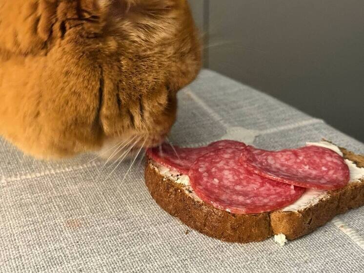 Полезные бутерброды: рецепты от нутрициолога для здорового питания