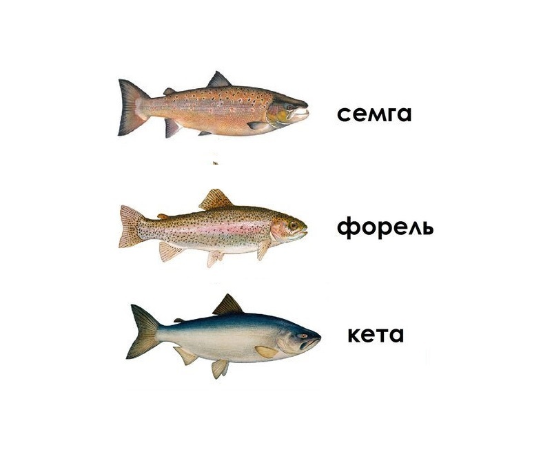 Искусство засолки: как выбрать идеальную красную рыбу для вашего стола