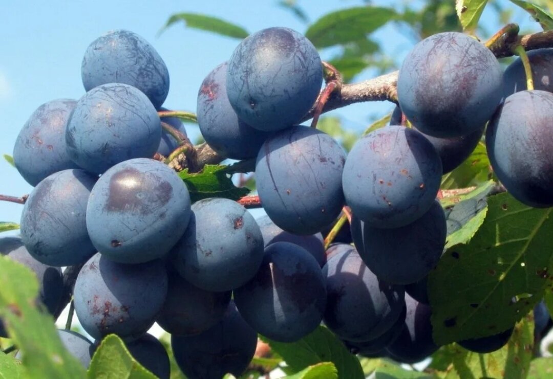 Тернослива в кулинарии: удивительные рецепты для гурманов