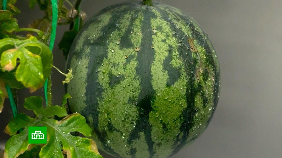 ���������� �����������: ������ � ���������� ����� �����������