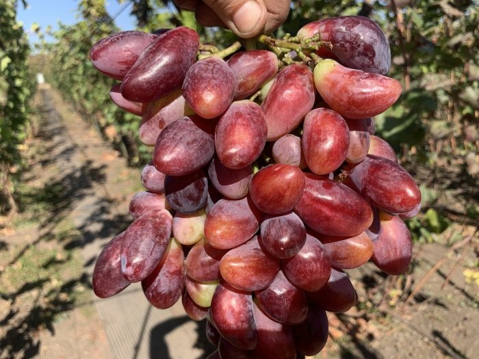 Виноград Жар-Птица: сладкое сокровище для вашего сада