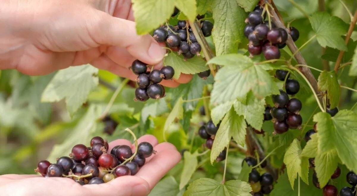 ���� ������ ���������: ��� ����� � ������ ����� �������� ��������