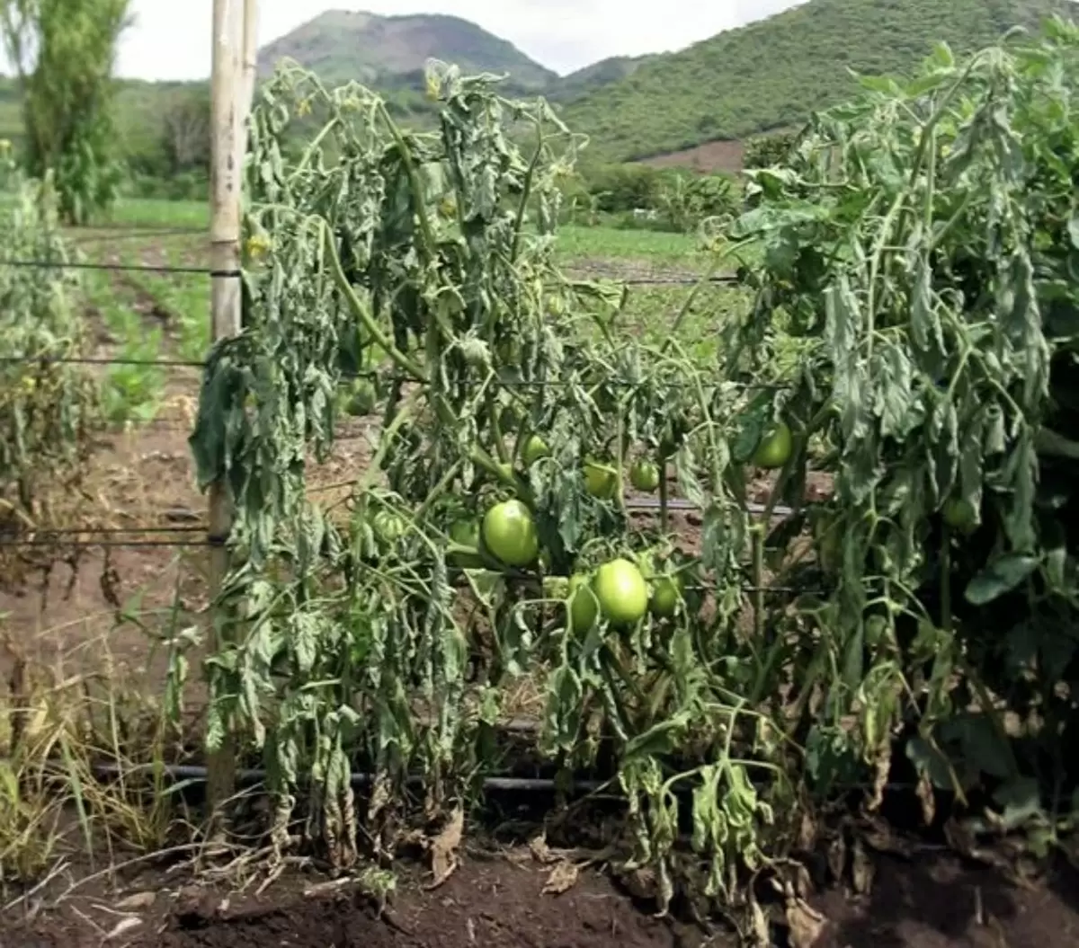 Опасный враг томатов: фузариозное увядание