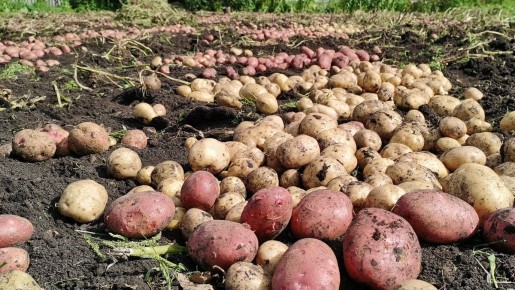 Осенний урожай: как провести уборку с удовольствим и результатом