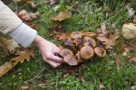 ���������� ���������, ����� ����� �������� ��������� ���� ������