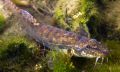 ������ ����� (Barbatula barbatula Linnaeus, 1758)