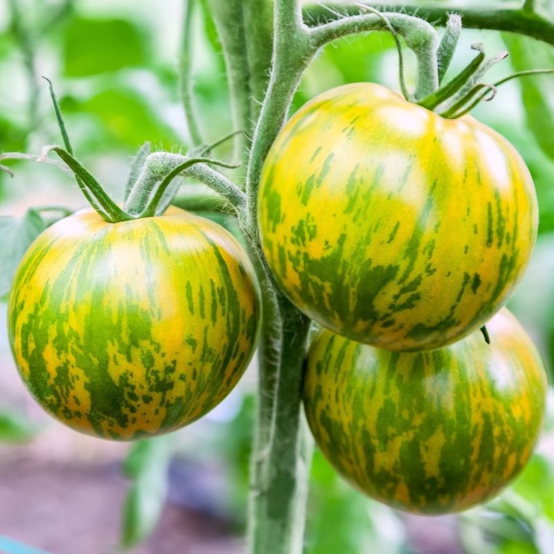 Зелёные томаты: пять сортов, которые удивят ваш вкус