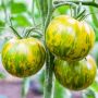 Зелёные томаты: пять сортов, которые удивят ваш вкус